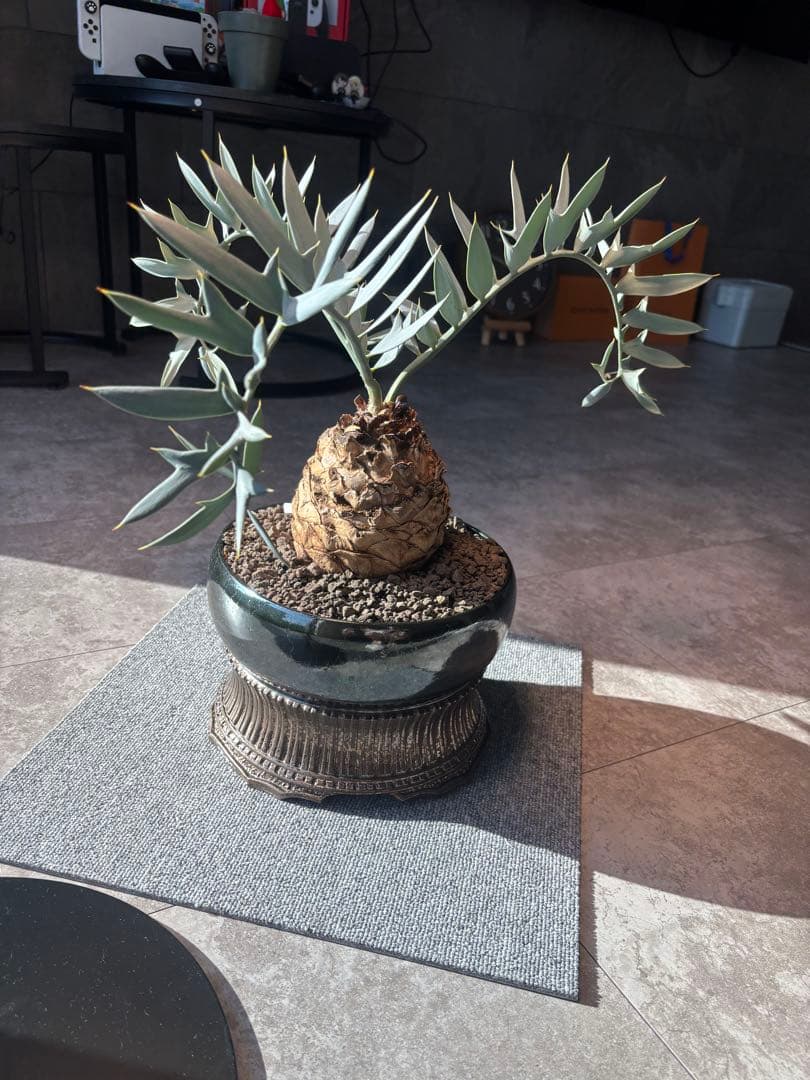 エンセファラルトスホリダスドワーフ塊根 観葉植物塊根14センチ高級鉢