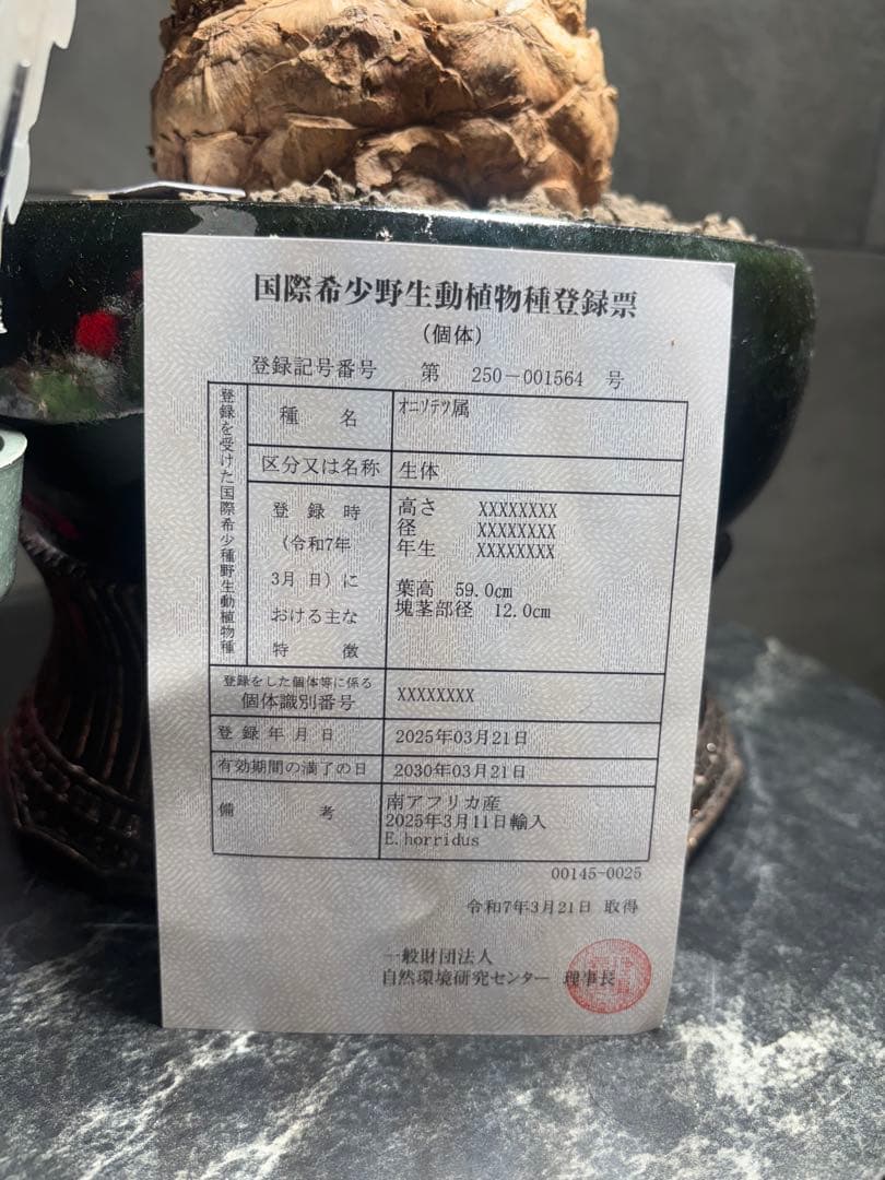 エンセファラルトスホリダスドワーフ塊根 観葉植物塊根14センチ高級鉢