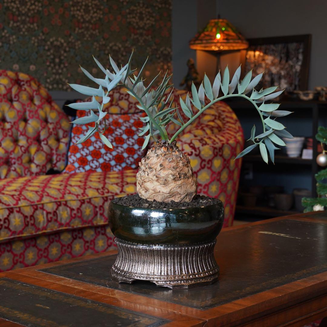 エンセファラルトスホリダスドワーフ塊根 観葉植物塊根14センチ高級鉢