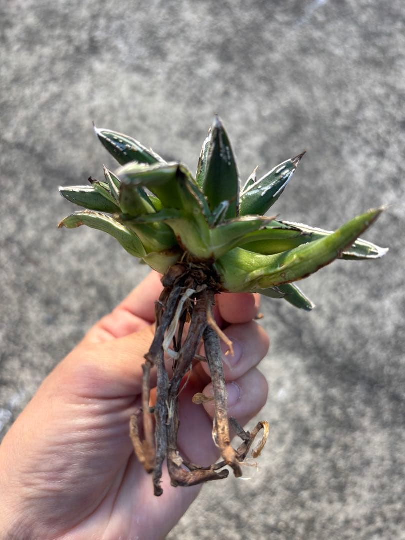 アガベ　姫笹の雪　白外斑入　子株3株付き