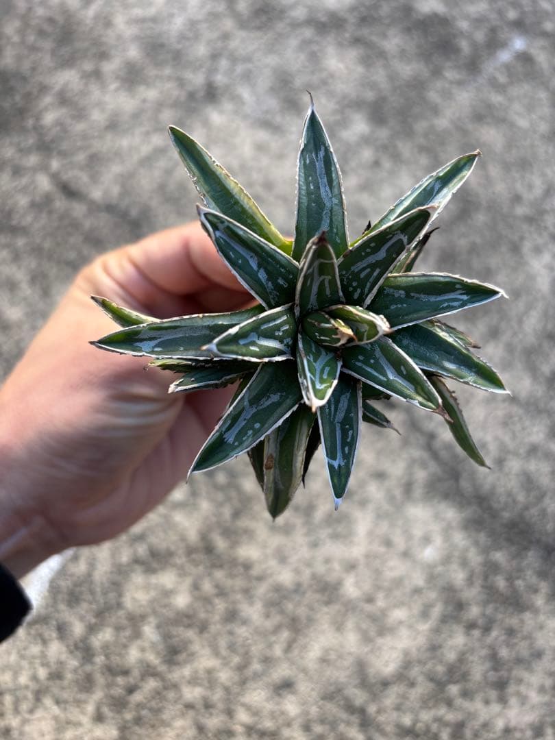 アガベ　姫笹の雪　白外斑入　子株3株付き