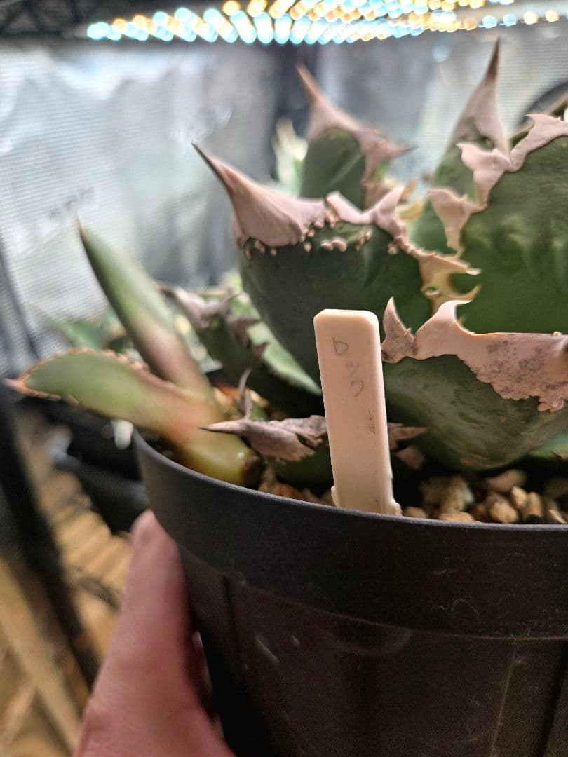 アガベ ロウルサンコ産ロック