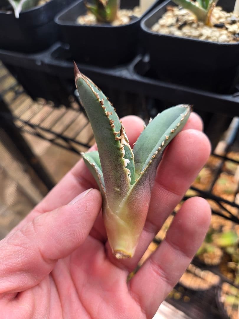 アガベ ロウルサンコ産ロック