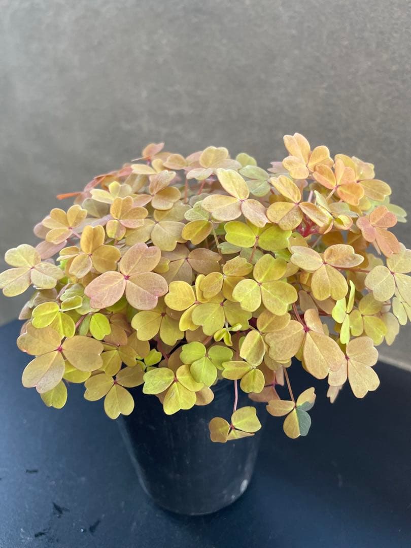 【花苗】オキザリス　黄昏　たそがれ　タグ付き ポットごと発送