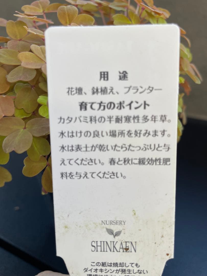 【花苗】オキザリス　黄昏　たそがれ　タグ付き ポットごと発送