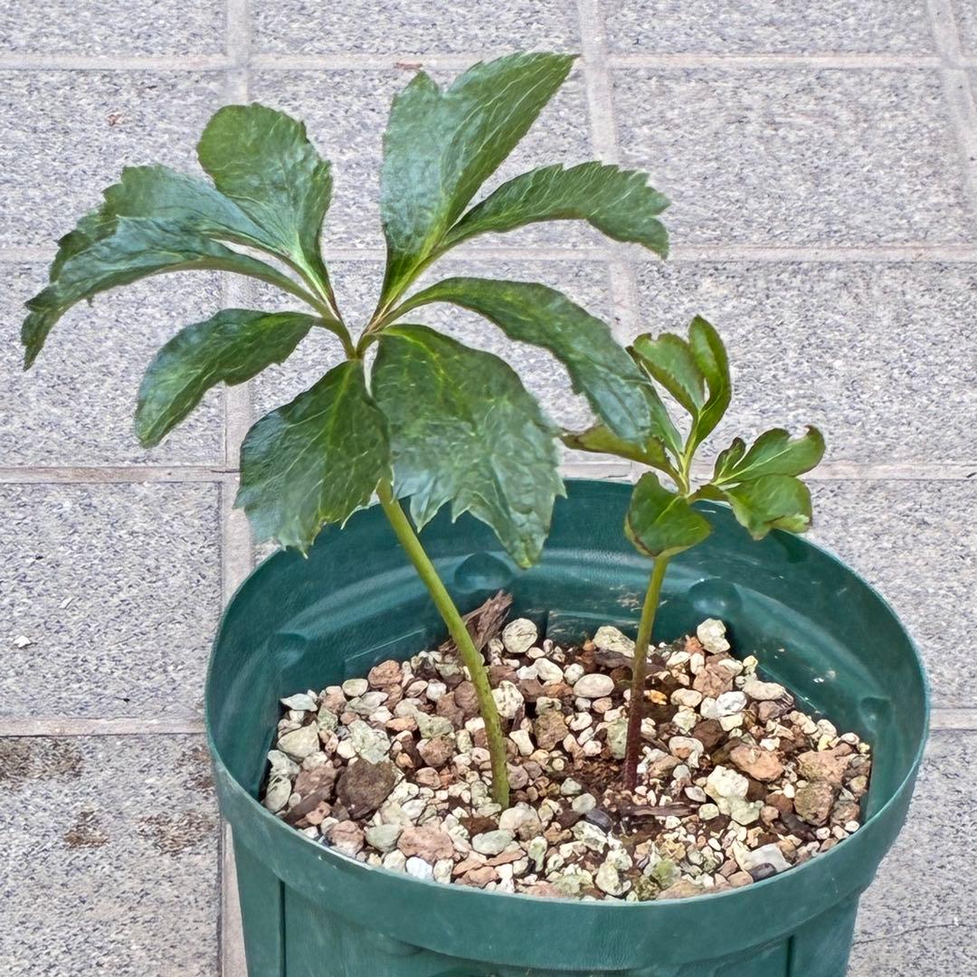 ヒ*ロ様 ☘️ラスト2☘️❤️根充実❤️しっかり新芽元気株❤️601【Ash】【