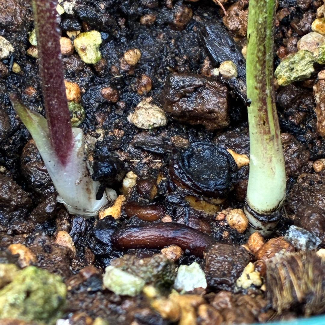 ヒ*ロ様 ☘️ラスト2☘️❤️根充実❤️しっかり新芽元気株❤️601【Ash】【