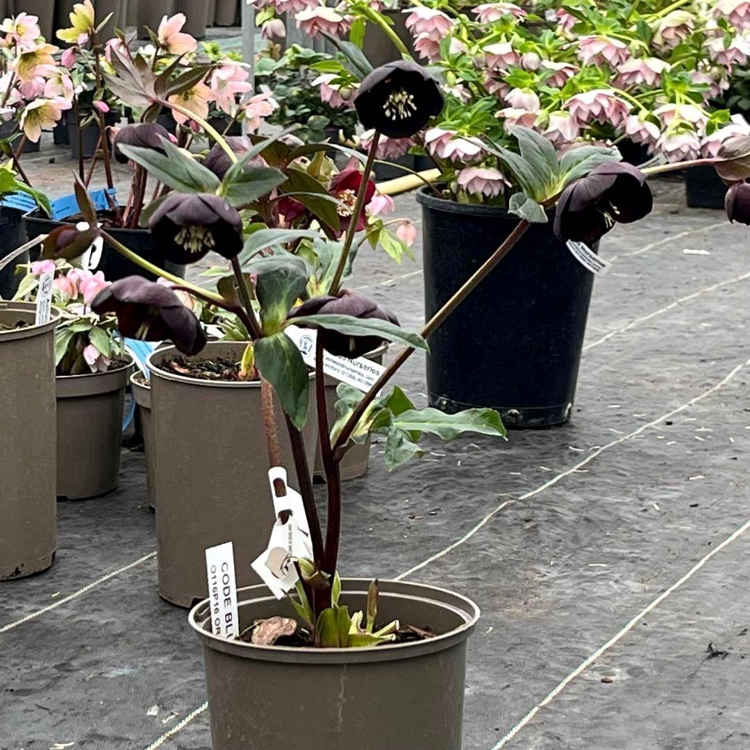 ヒ*ロ様 ☘️ラスト2☘️❤️根充実❤️しっかり新芽元気株❤️601【Ash】【