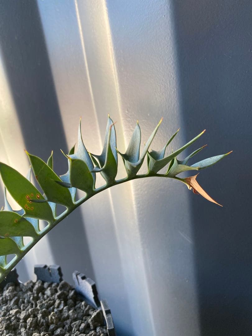 エンセファラルトスホリダス