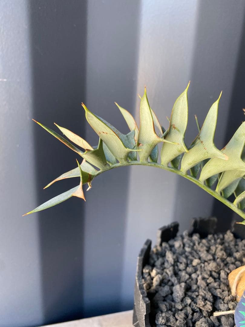 エンセファラルトスホリダス