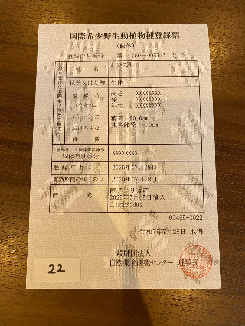 エンセファラルトスホリダス