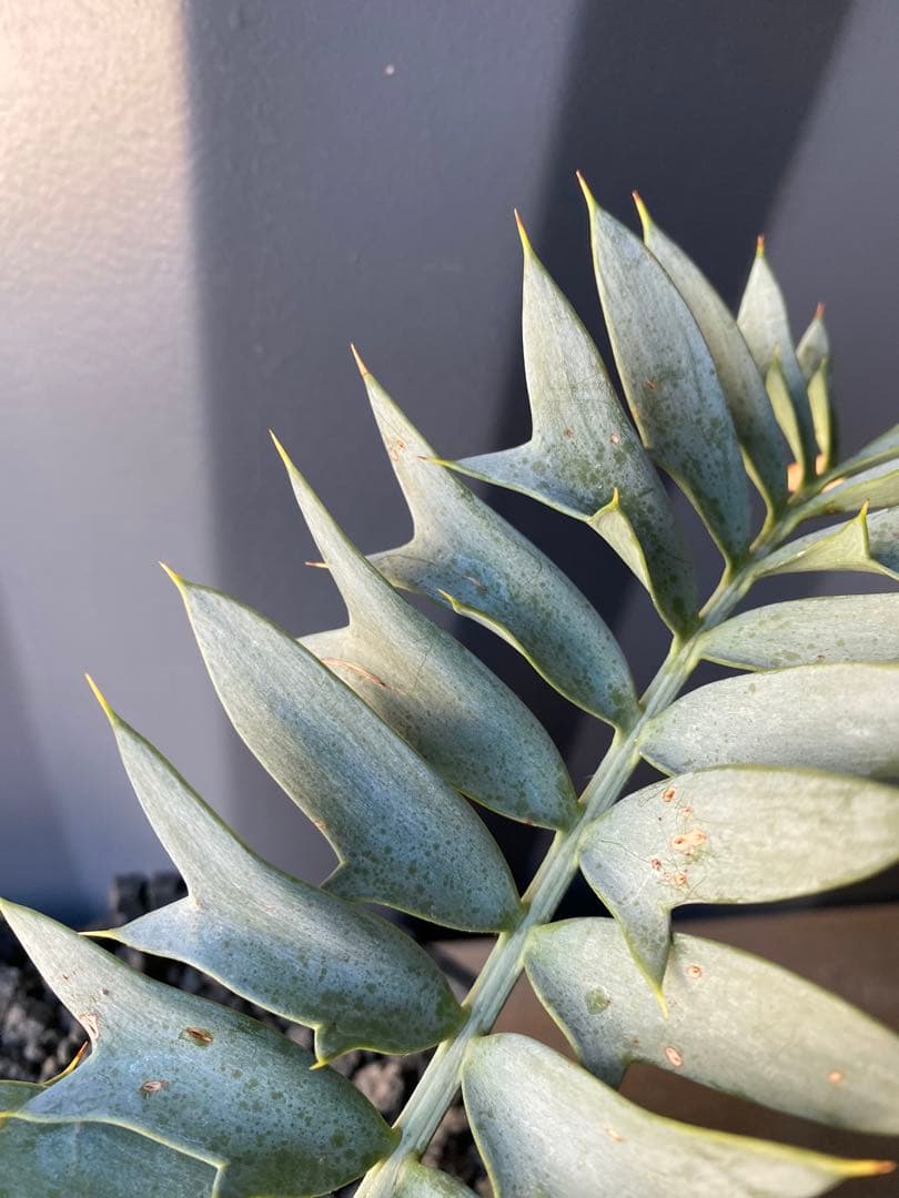 エンセファラルトスホリダス