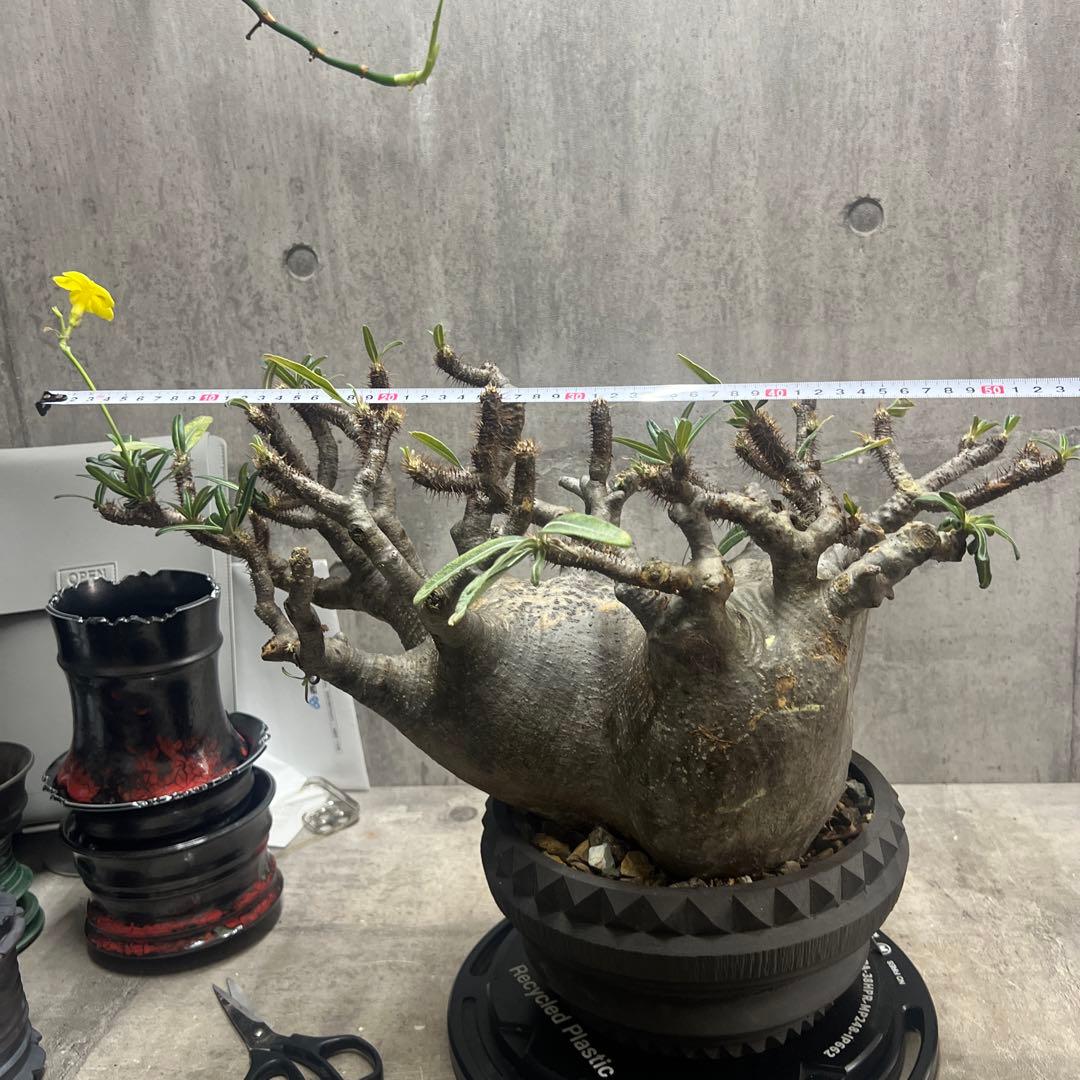 パキポディウム グラキリス 検塊根植物グラキリス パキプス コミフォラ特大株