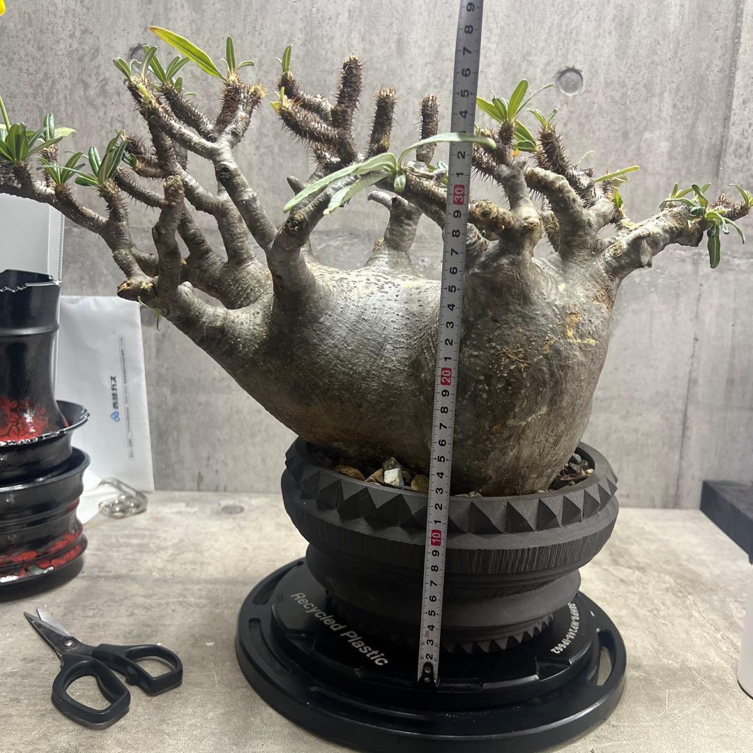 パキポディウム グラキリス 検塊根植物グラキリス パキプス コミフォラ特大株