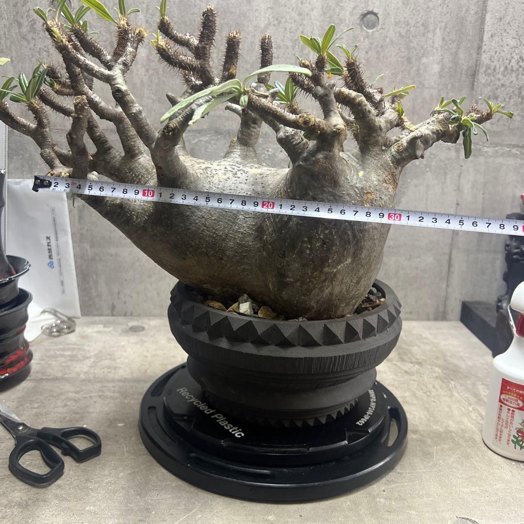 パキポディウム グラキリス 検塊根植物グラキリス パキプス コミフォラ特大株