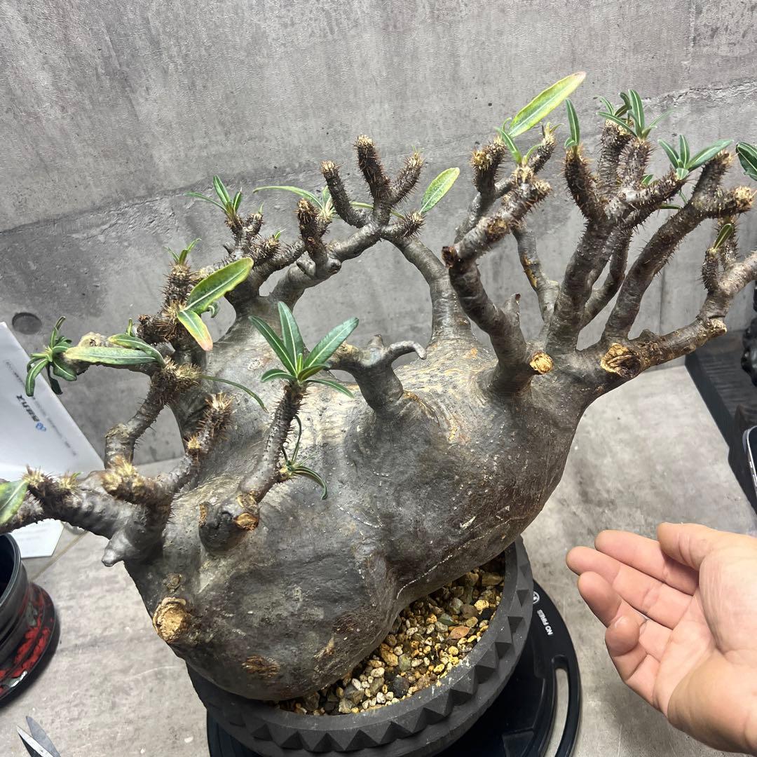 パキポディウム グラキリス 検塊根植物グラキリス パキプス コミフォラ特大株