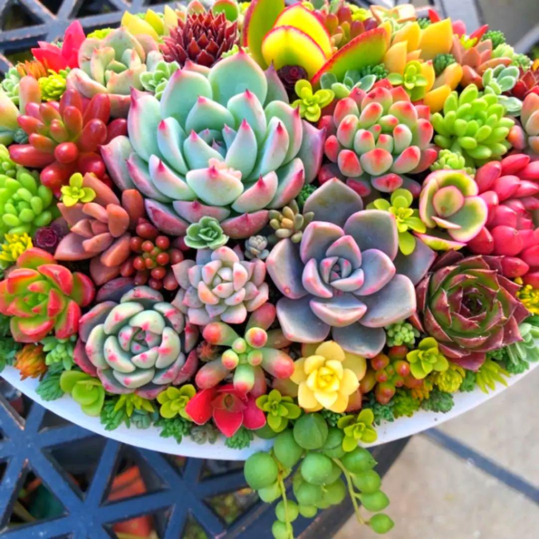 そのまま飾れる多肉植物寄せ植え　特大　管理書付き