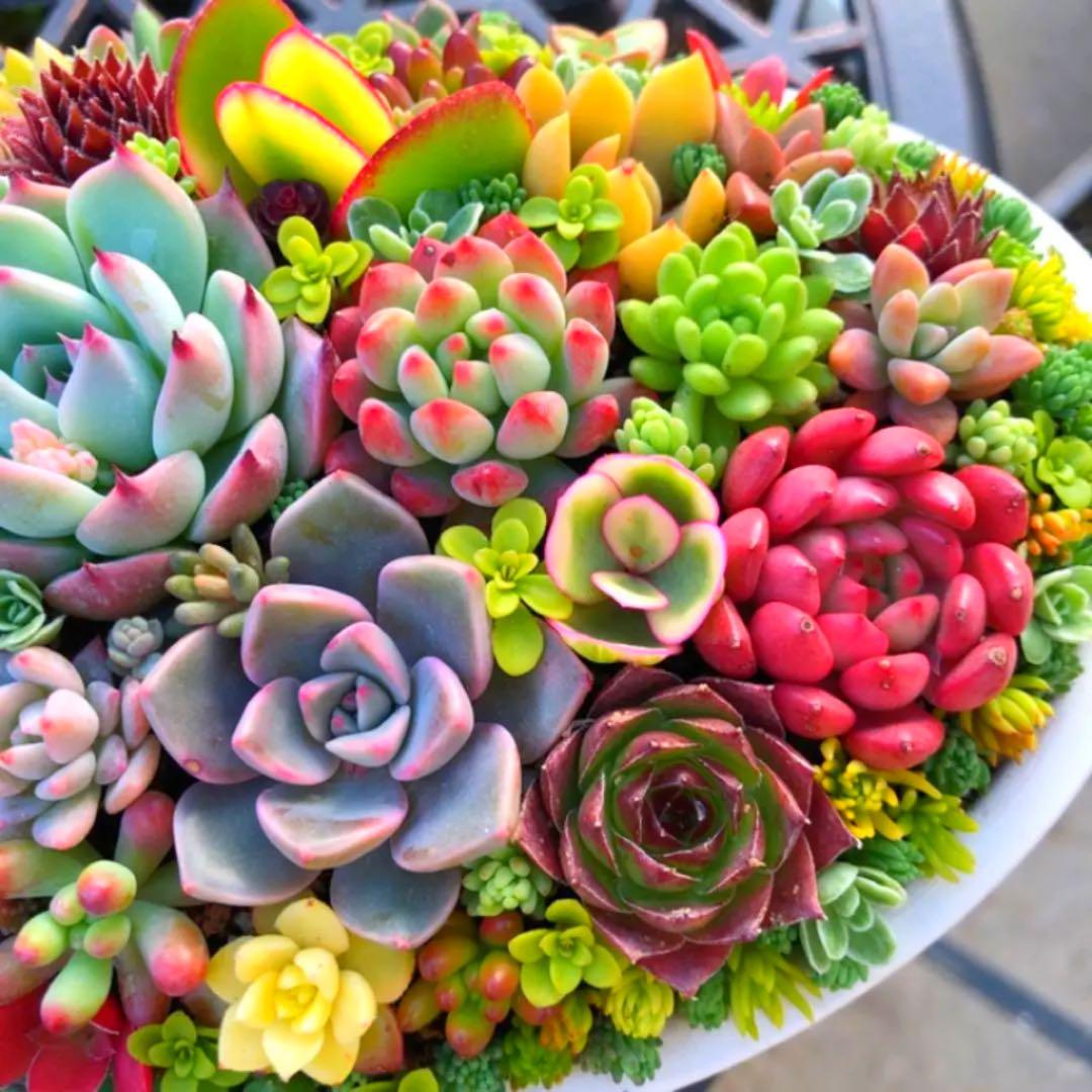 そのまま飾れる多肉植物寄せ植え　特大　管理書付き