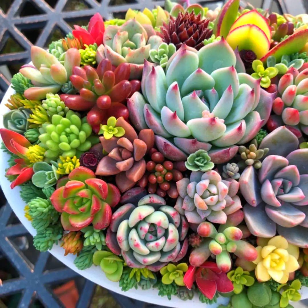 そのまま飾れる多肉植物寄せ植え　特大　管理書付き