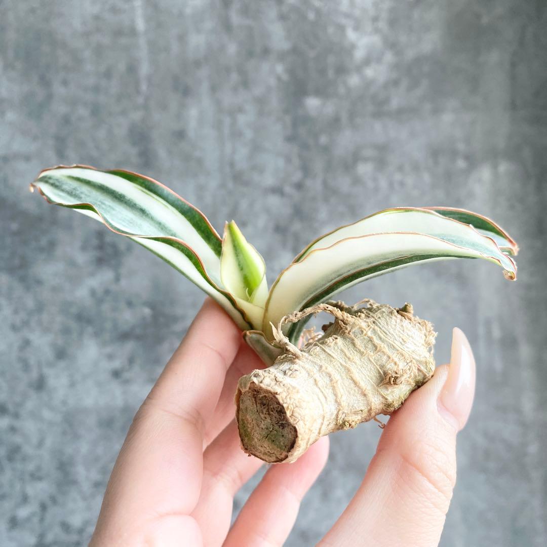 S13254☆オークション☆ サンスベリア マッソニアナ ホワイト 極上白斑