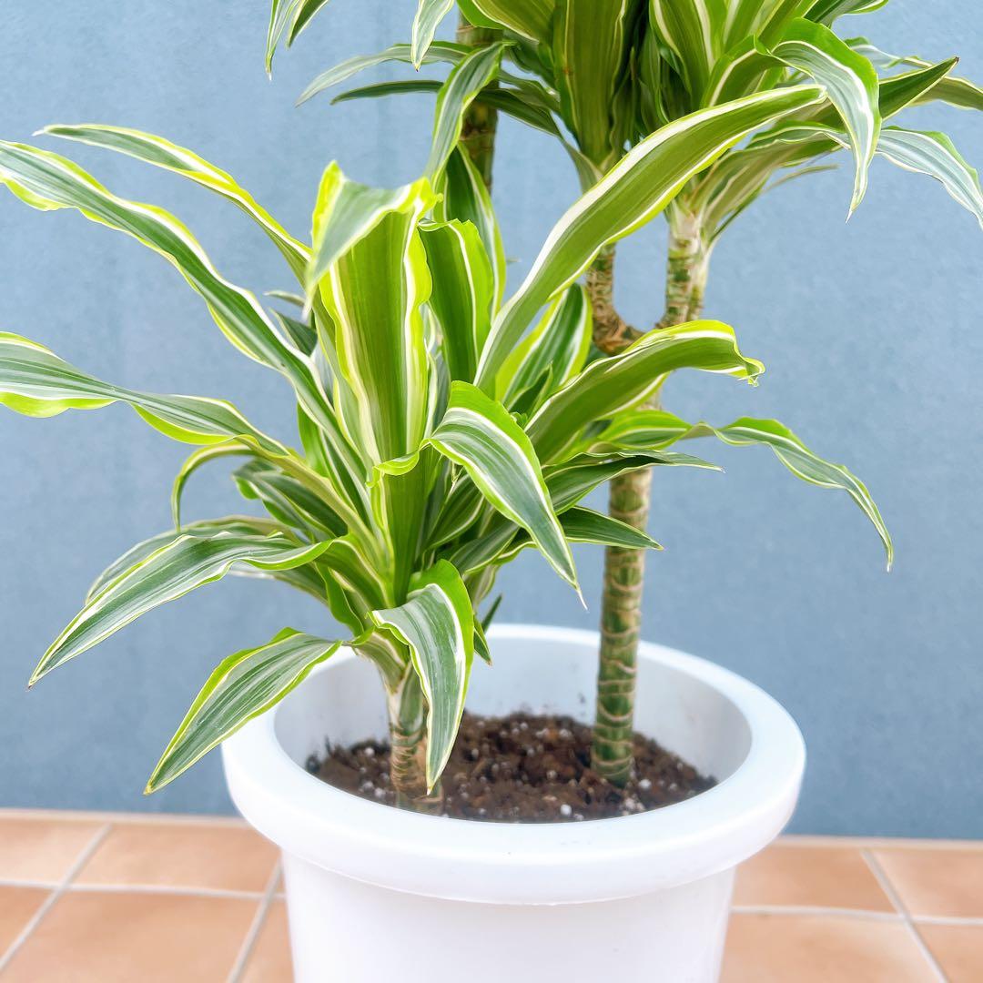 現品　ドラセナ　レモンサプライズ　31番　観葉植物　希少　斑入り　ドライガーデン