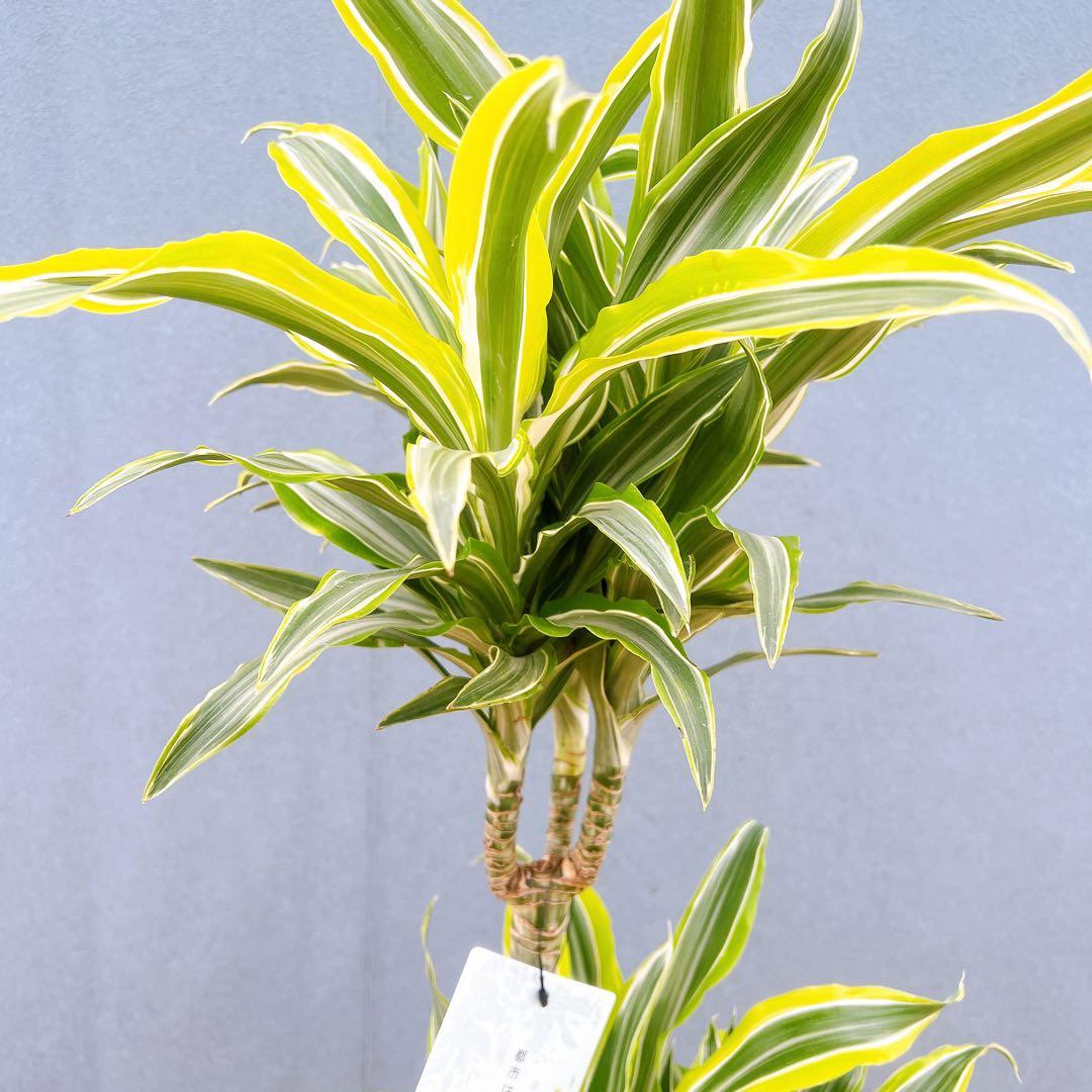 現品　ドラセナ　レモンサプライズ　31番　観葉植物　希少　斑入り　ドライガーデン