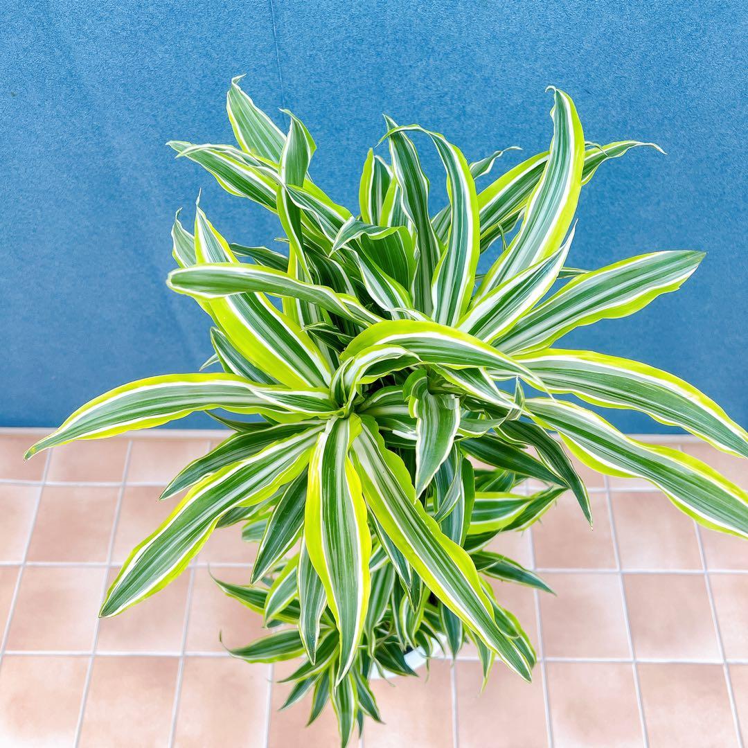 現品　ドラセナ　レモンサプライズ　31番　観葉植物　希少　斑入り　ドライガーデン