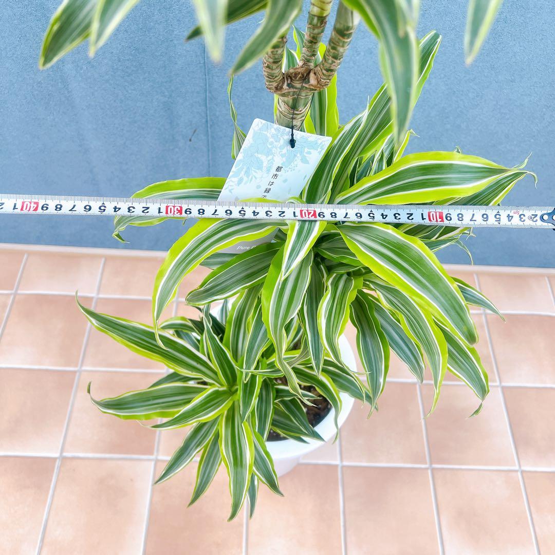 現品　ドラセナ　レモンサプライズ　31番　観葉植物　希少　斑入り　ドライガーデン