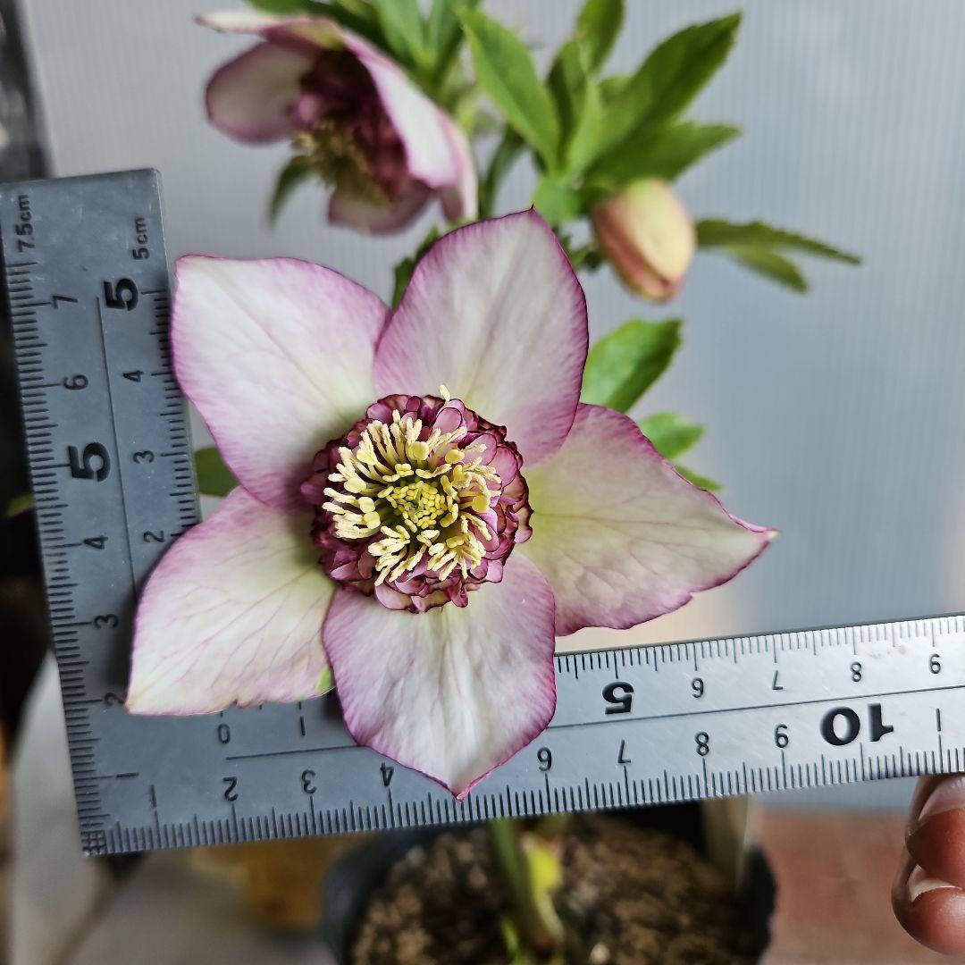 ✿㉖-132クリスマスローズ