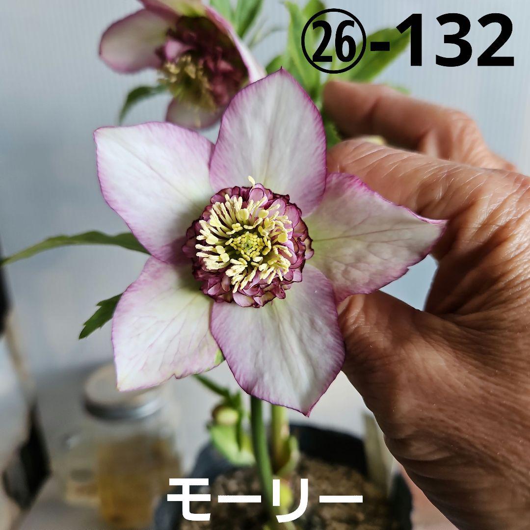 ✿㉖-132クリスマスローズ