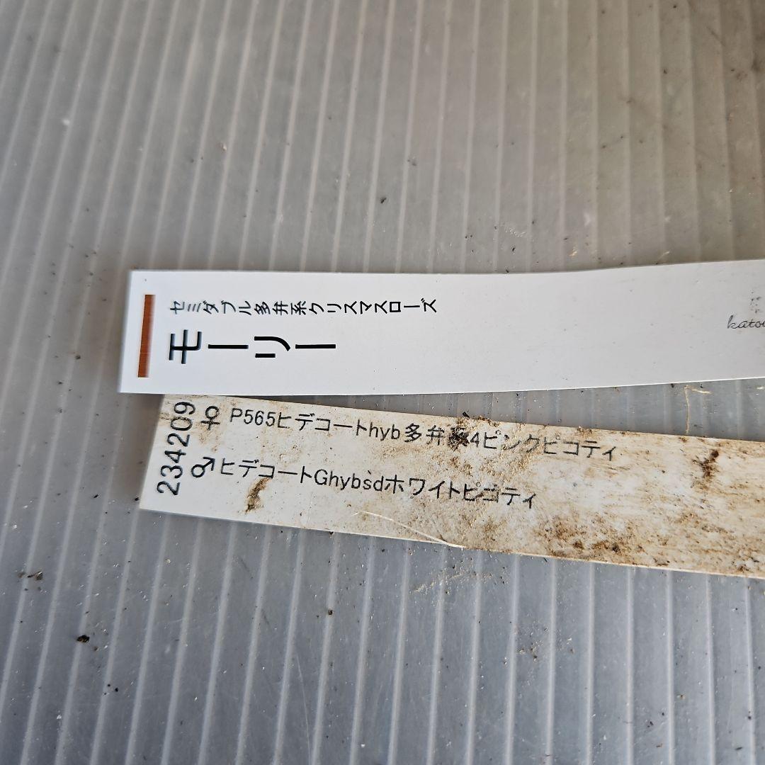 ✿㉖-132クリスマスローズ