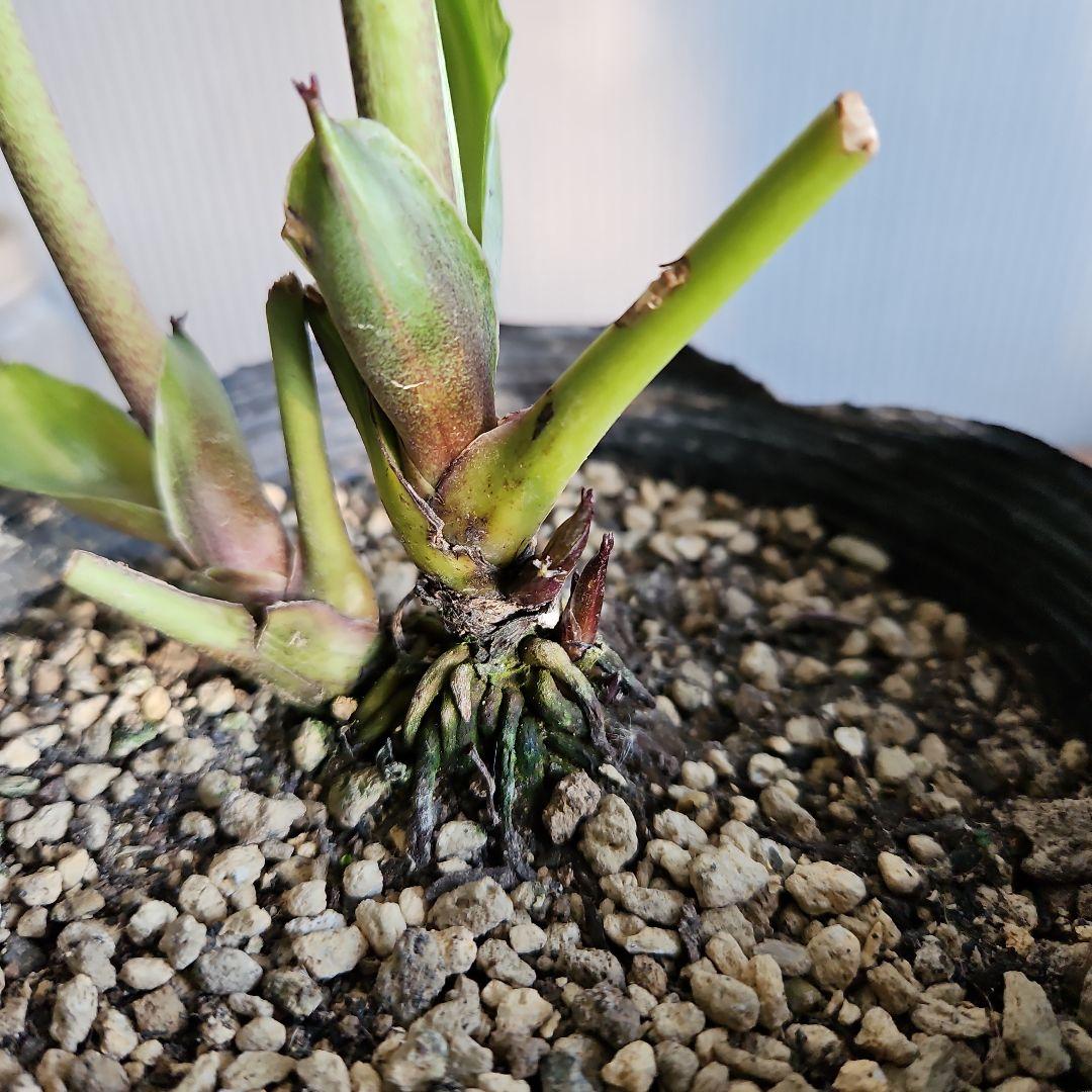 ✿㉖-132クリスマスローズ