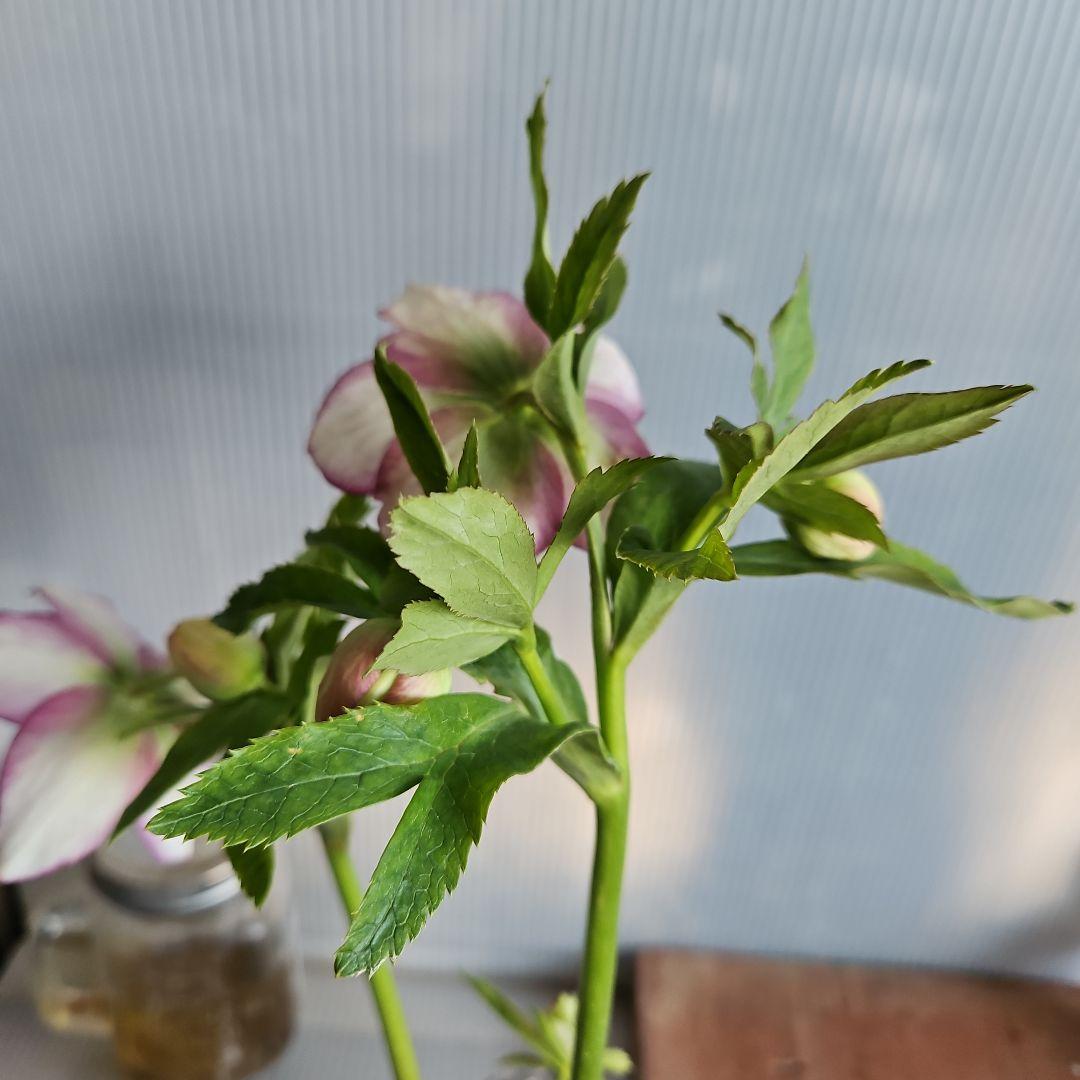 ✿㉖-132クリスマスローズ