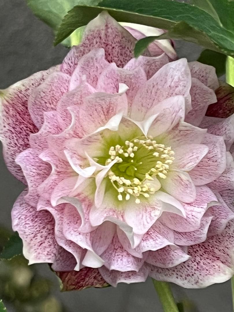 クリスマスローズ　フリルピンク