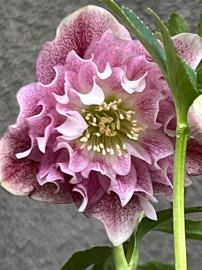 クリスマスローズ　フリルピンク