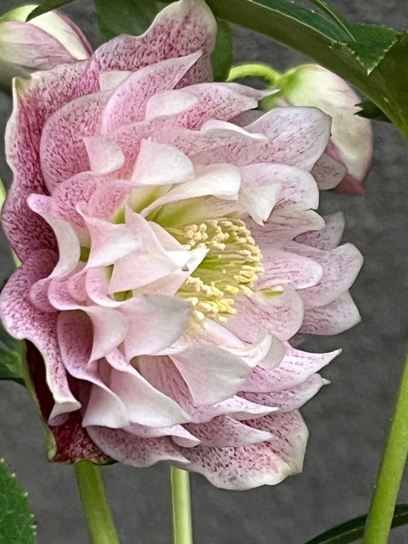 クリスマスローズ　フリルピンク