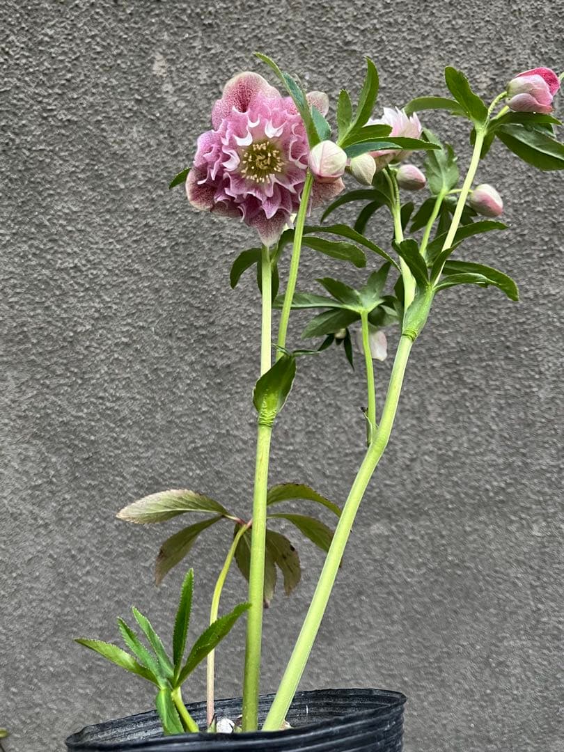 クリスマスローズ　フリルピンク