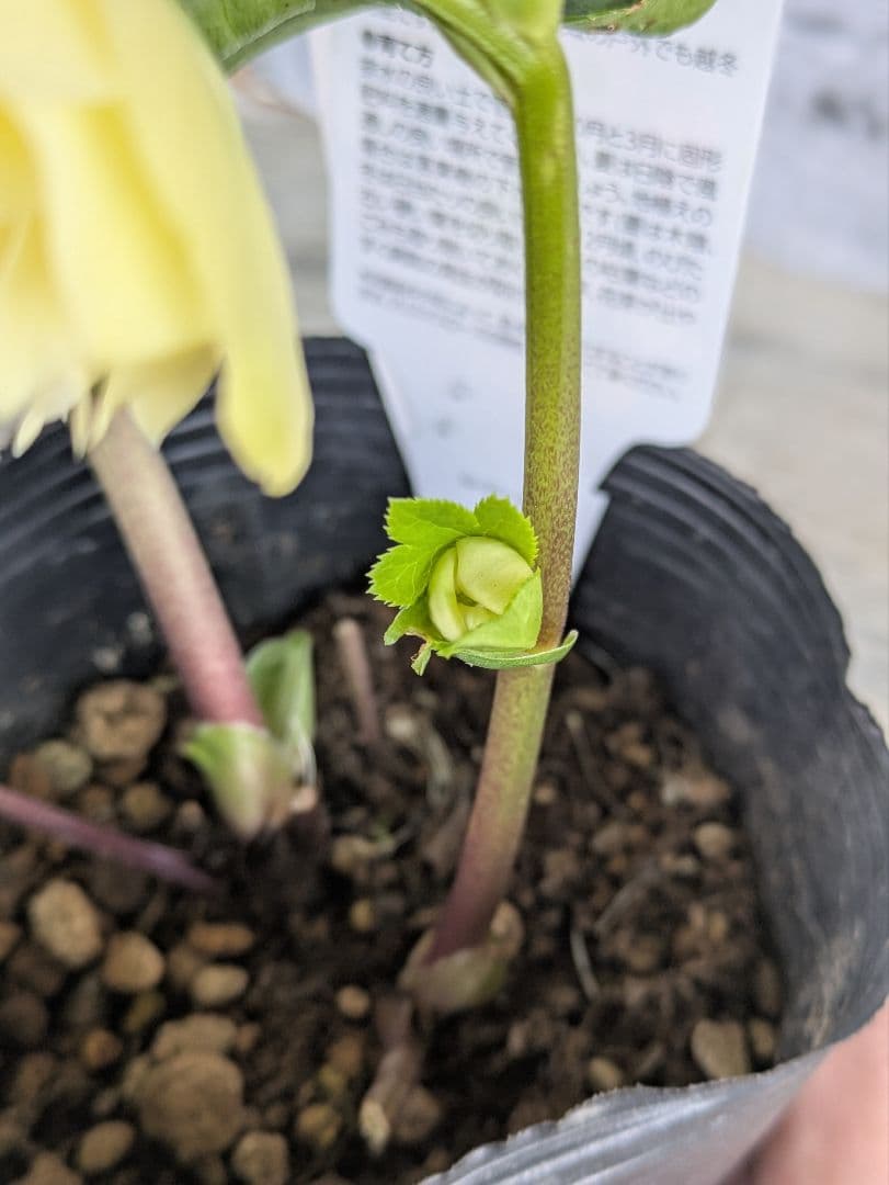 現品・ポットまま発送】超希少 曽田園芸多弁咲きクリスマスローズ