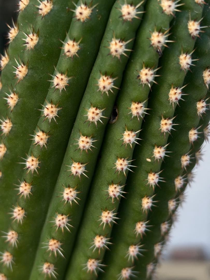 開花株】多肉植物 花サボテン 河岸 - メルカリ