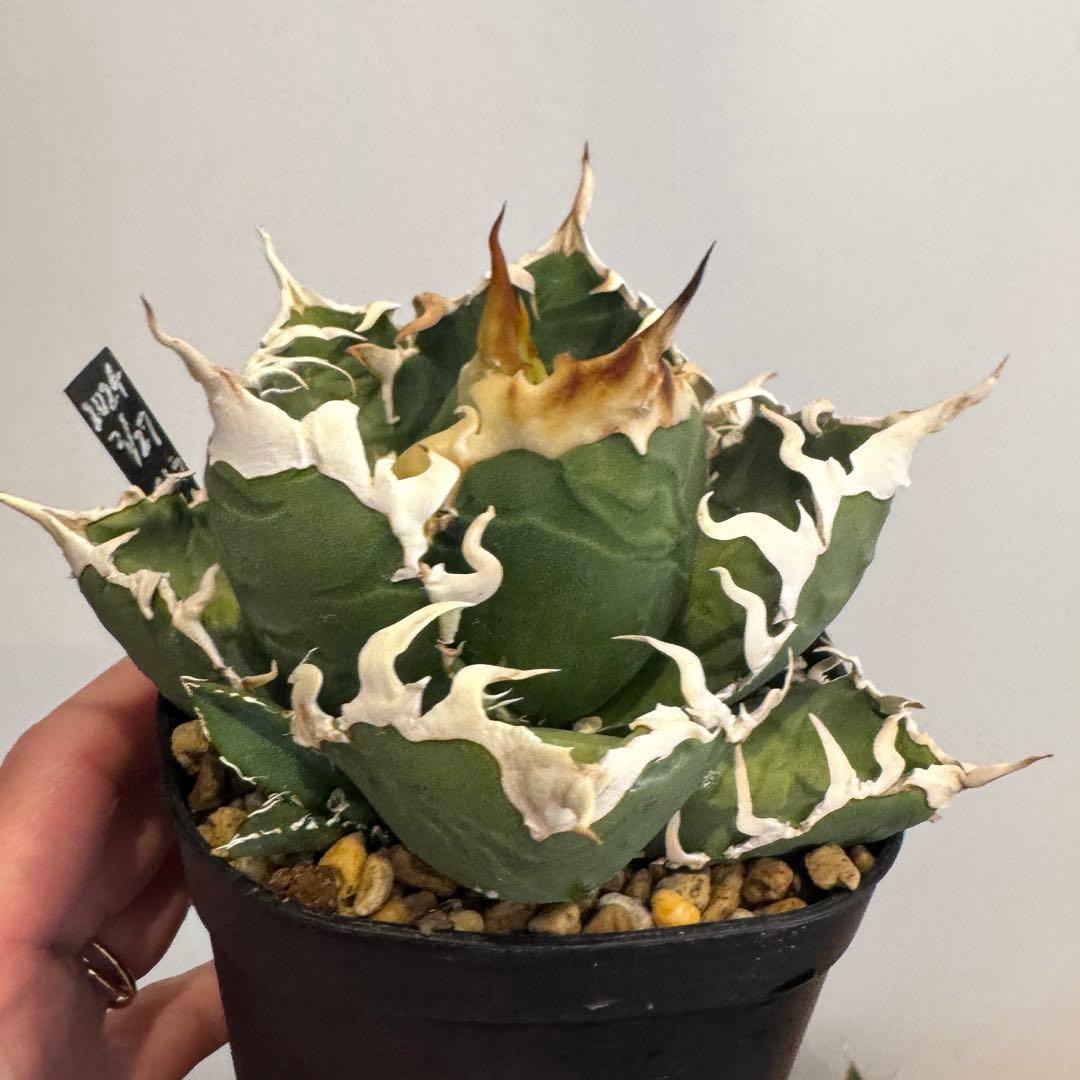 土日限定値下げ 子株 アガベ 島村園芸産 イタメリ 検）悪魔くん バケモノ 悪魔