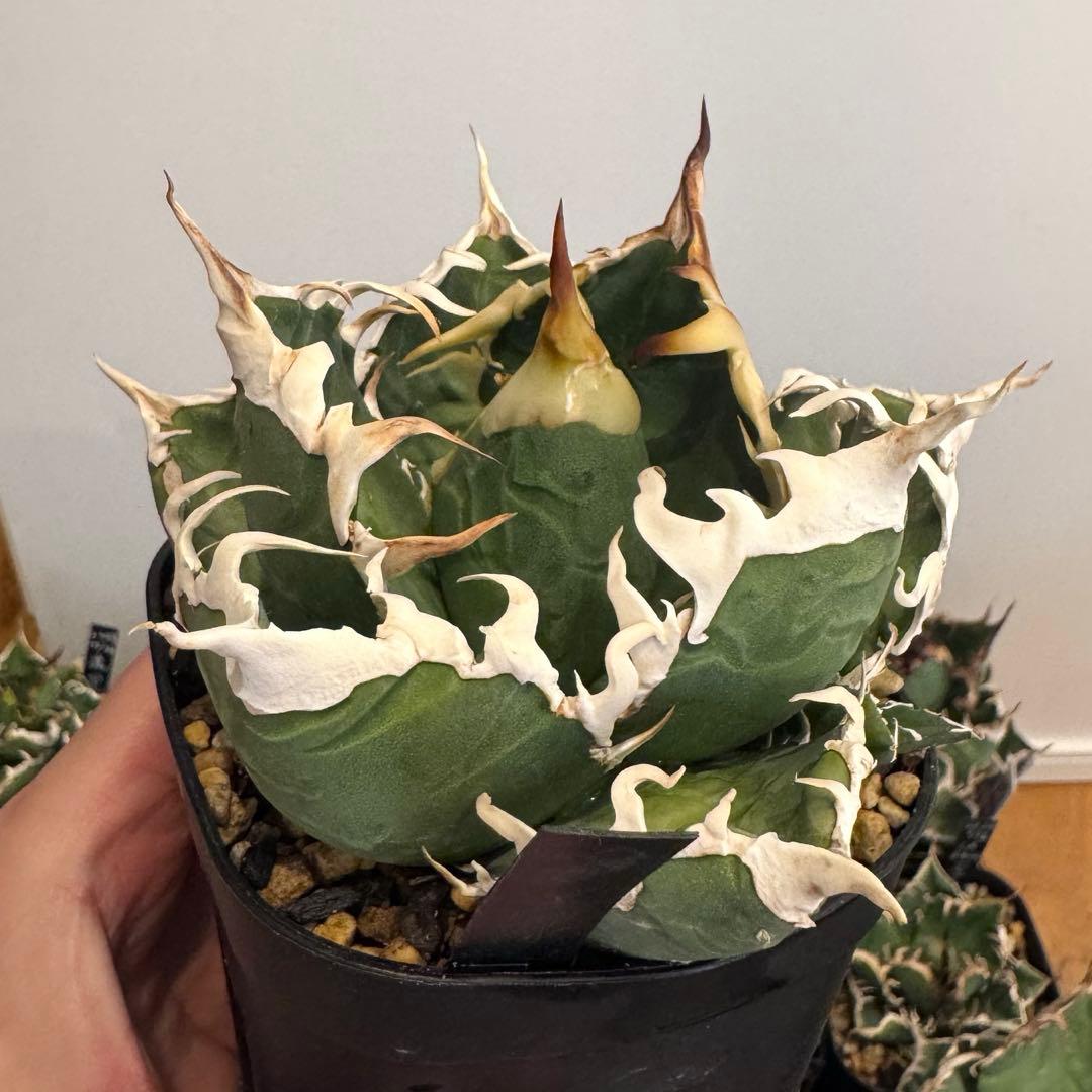 土日限定値下げ 子株 アガベ 島村園芸産 イタメリ 検）悪魔くん バケモノ 悪魔