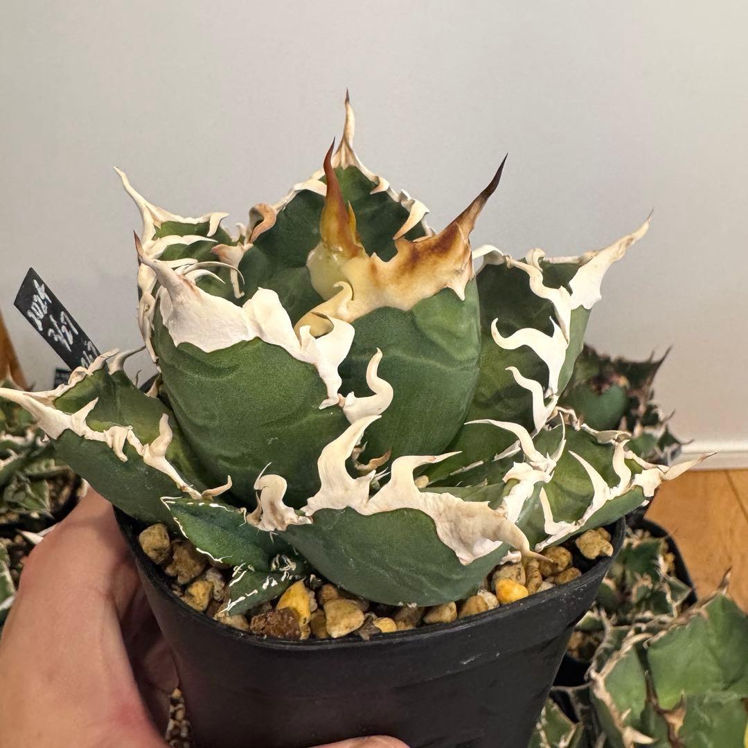 土日限定値下げ 子株 アガベ 島村園芸産 イタメリ 検）悪魔くん バケモノ 悪魔