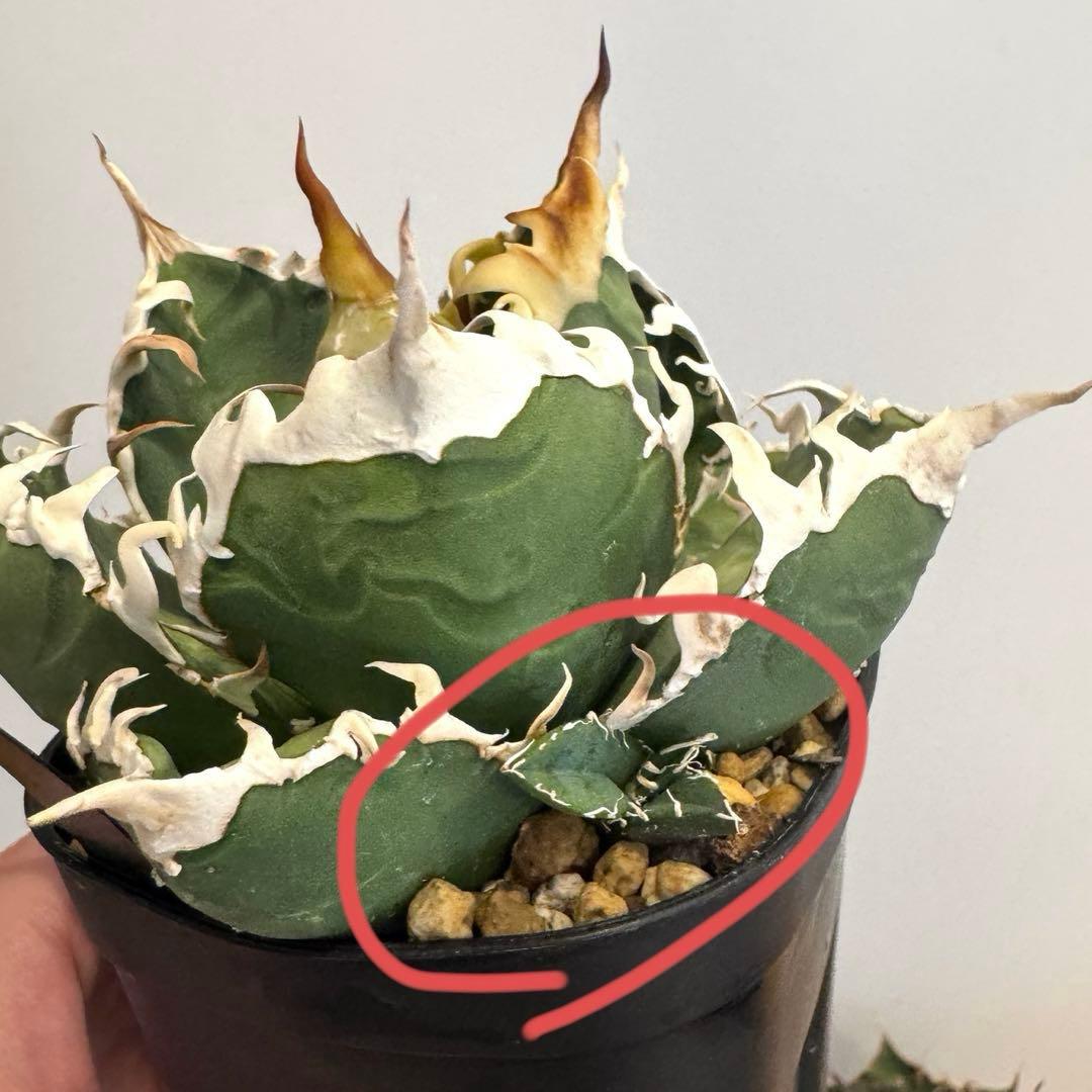 土日限定値下げ 子株 アガベ 島村園芸産 イタメリ 検）悪魔くん バケモノ 悪魔