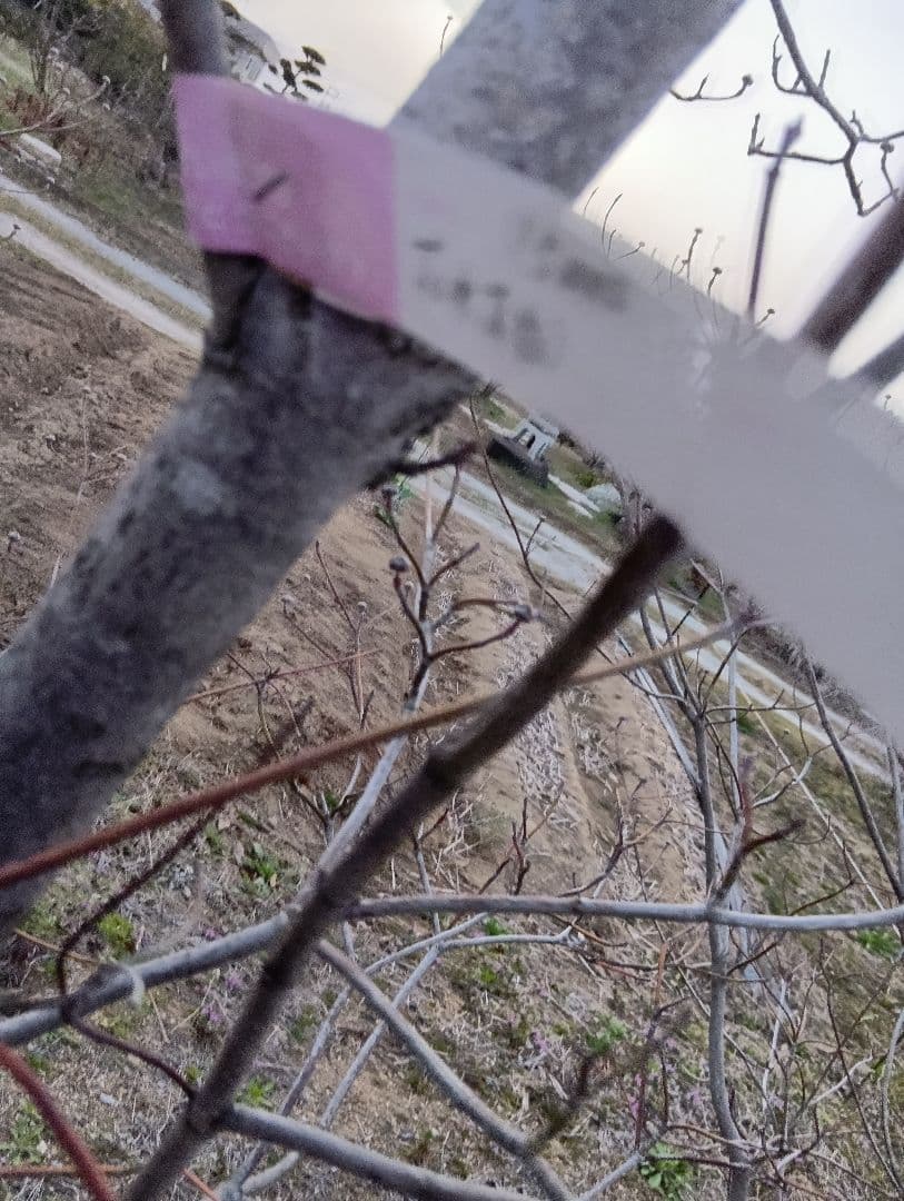 投げ売り品）ハナミズキ（白3本赤1本）（4本まとめ売り） - メルカリ