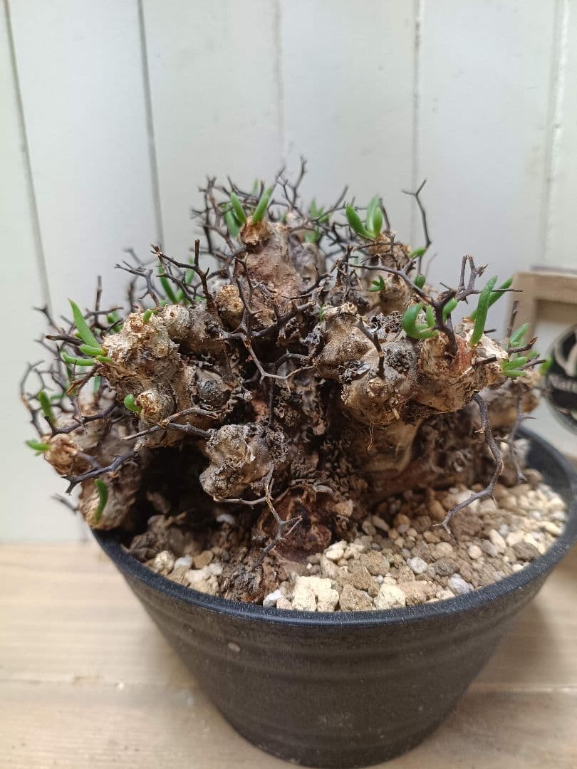 A010 発根済み 大株！！チレコドン レティキュラータス 万物想 現地球