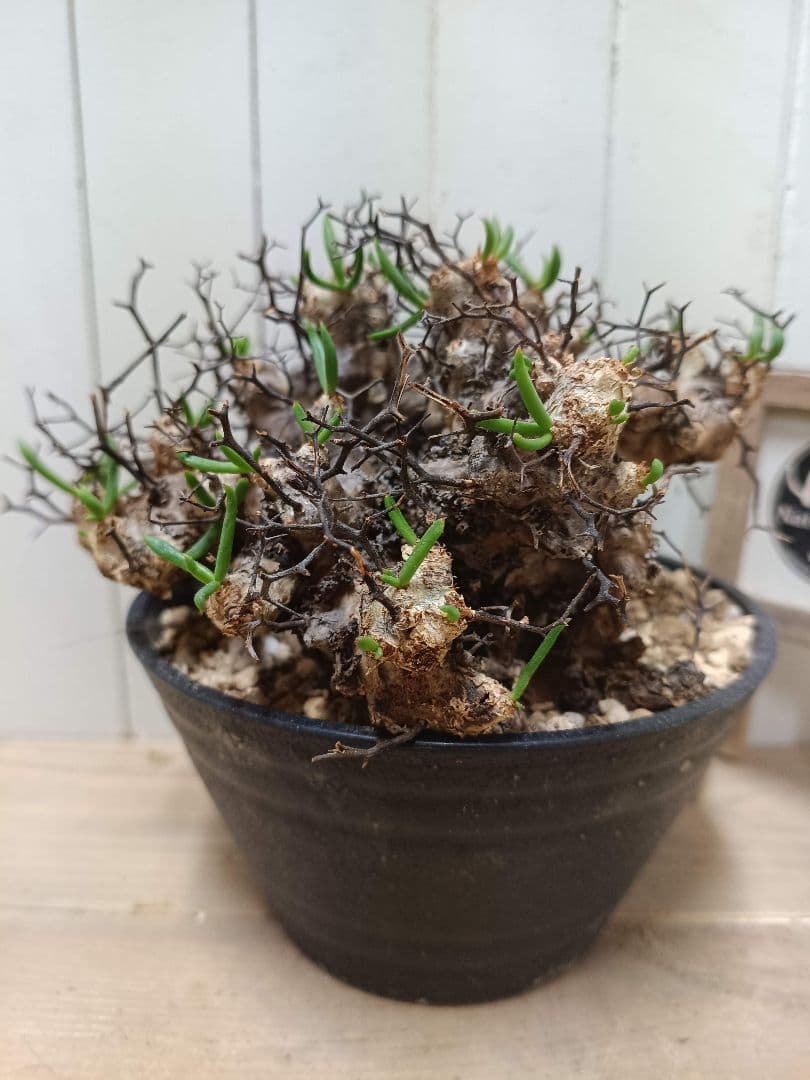 A010 発根済み 大株！！チレコドン レティキュラータス 万物想 現地球