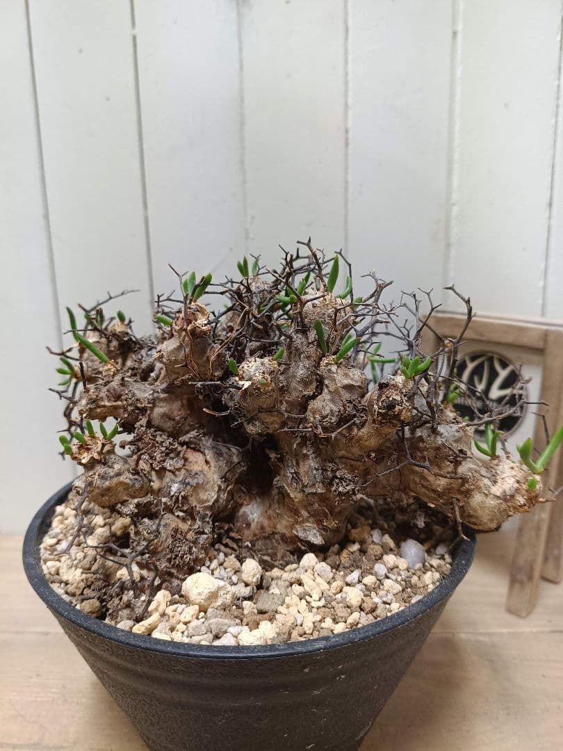 A010 発根済み 大株！！チレコドン レティキュラータス 万物想 現地球