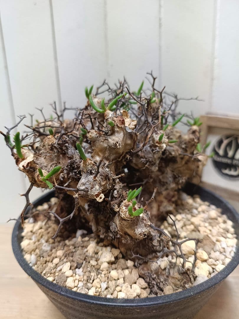 A010 発根済み 大株！！チレコドン レティキュラータス 万物想 現地球