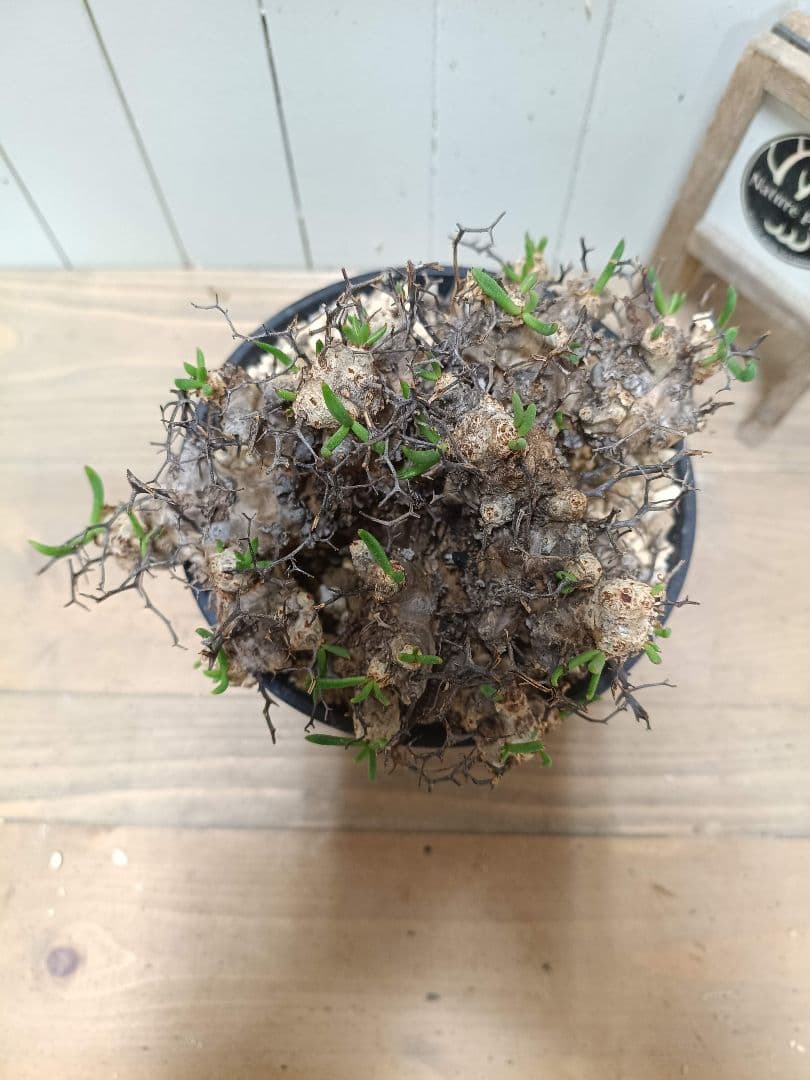 A010 発根済み 大株！！チレコドン レティキュラータス 万物想 現地球