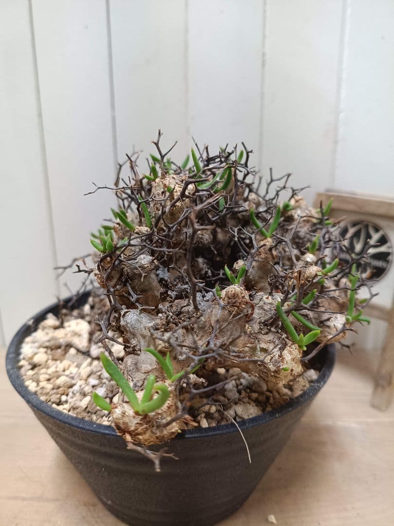 A010 発根済み 大株！！チレコドン レティキュラータス 万物想 現地球